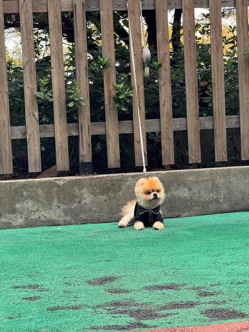 好可爱的修狗… 感觉几天没有刮胡子🪒