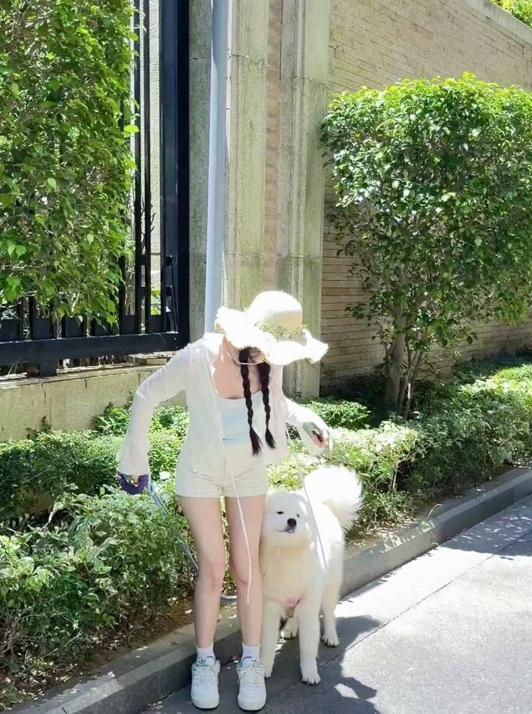 萨摩耶弟弟，不满1周岁，性格温顺，不咬人_2