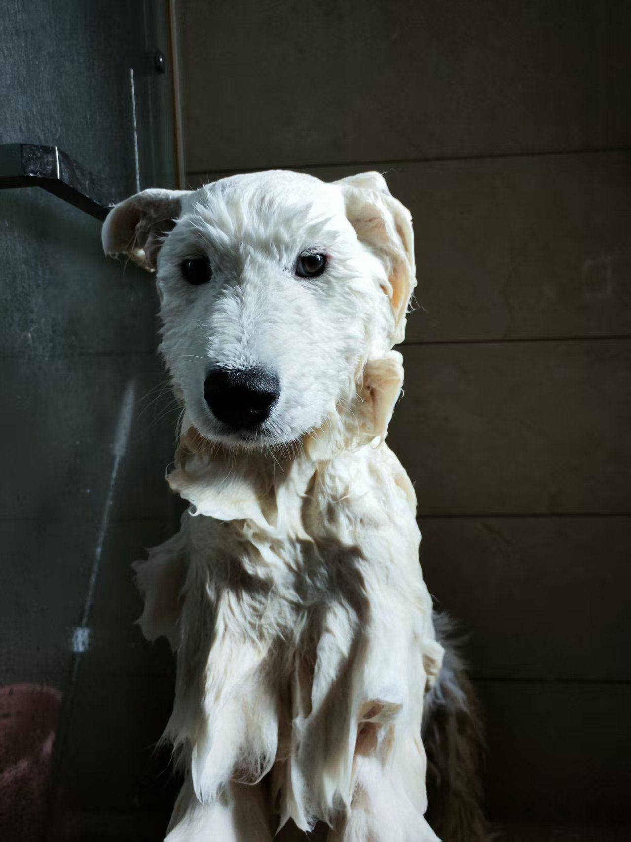 萨摩耶弟弟，不满1周岁，性格温顺，不咬人_4