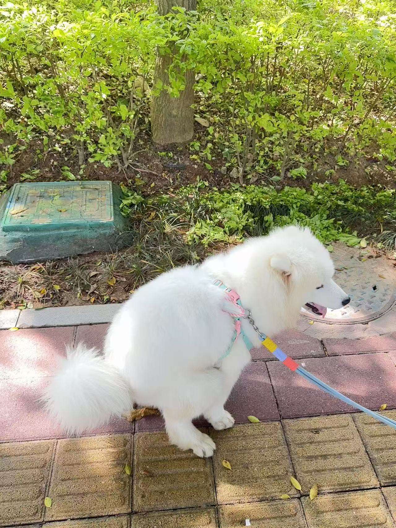 萨摩耶弟弟，不满1周岁，性格温顺，不咬人_1