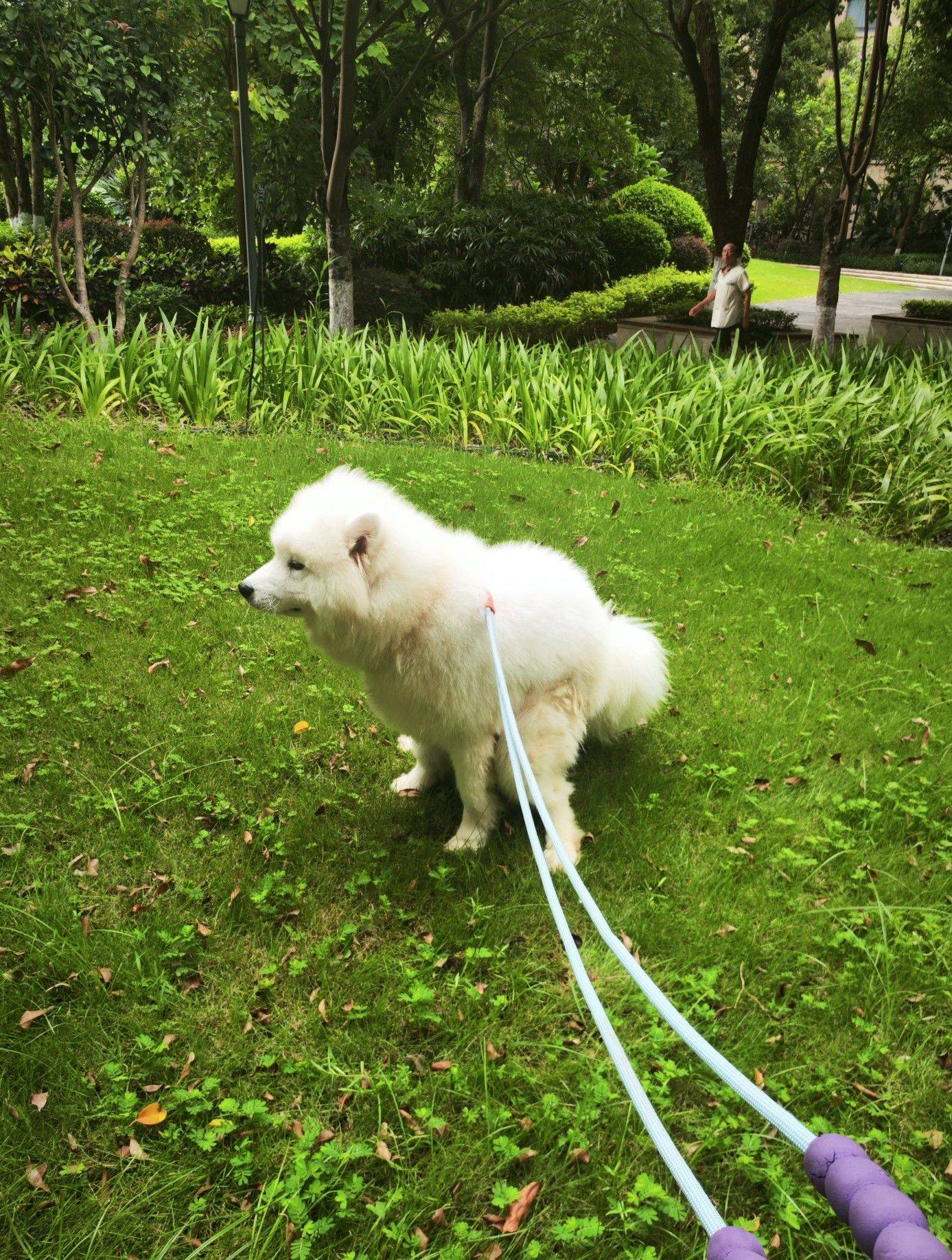 萨摩耶弟弟，不满1周岁，性格温顺，不咬人_3