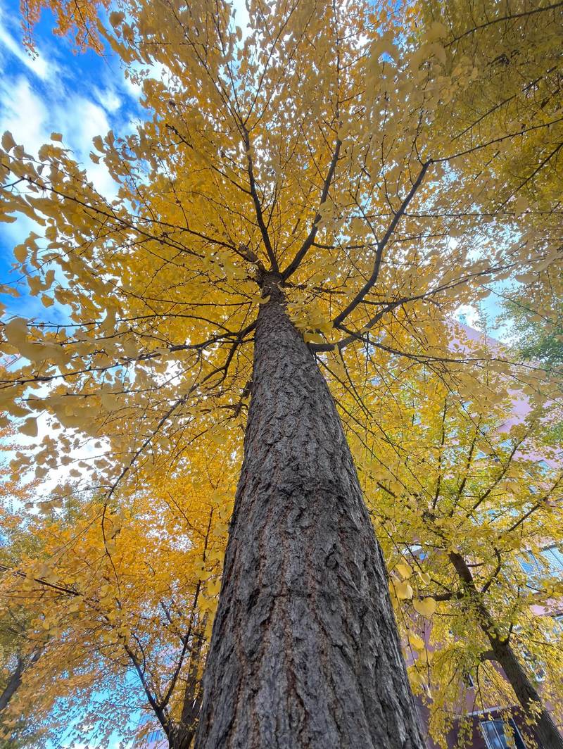 金甲披身擎天立,千年一叶舞秋光。