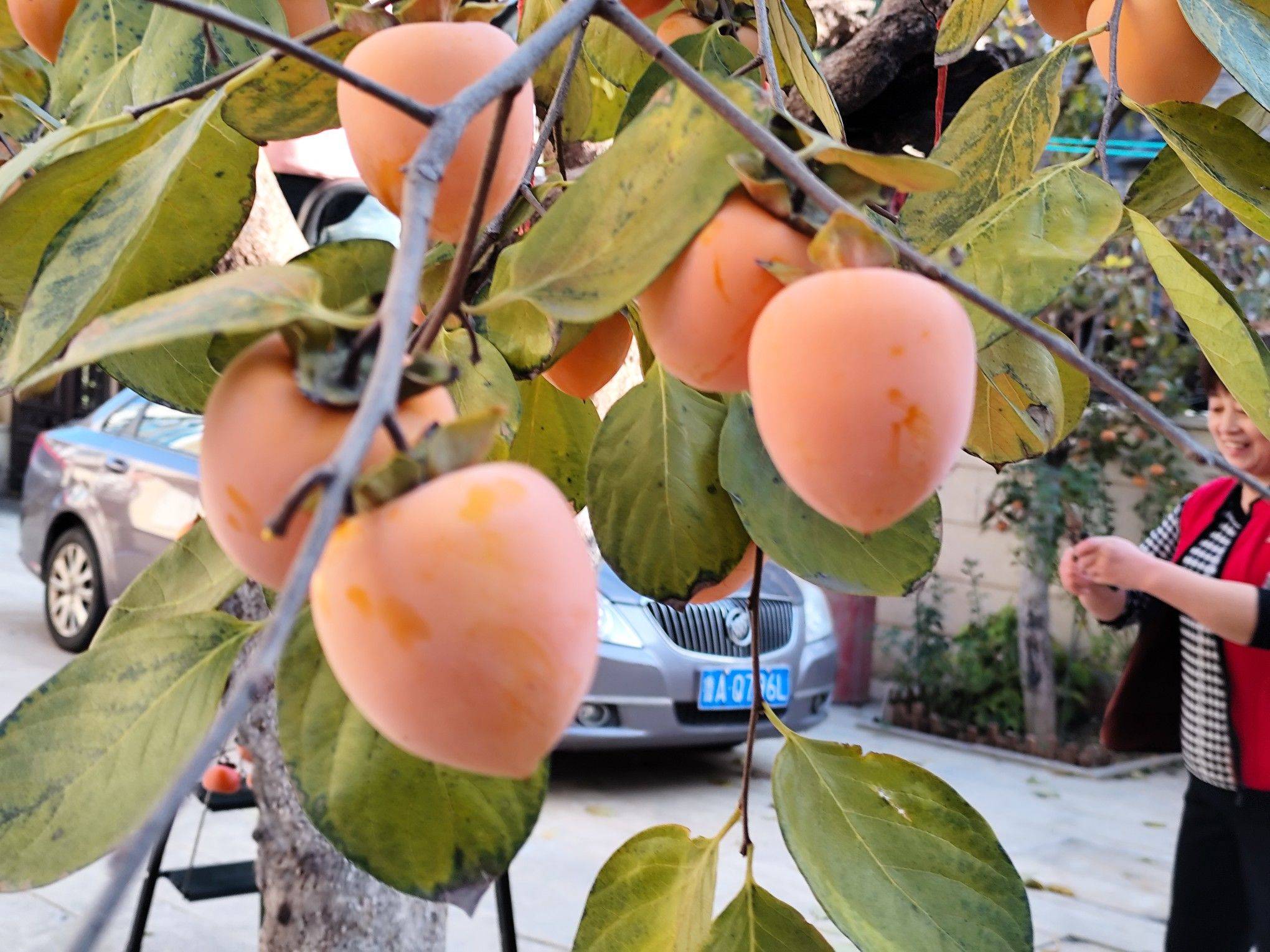 红叶醉秋色，碧溪弹夜弦，济南山大路和平路