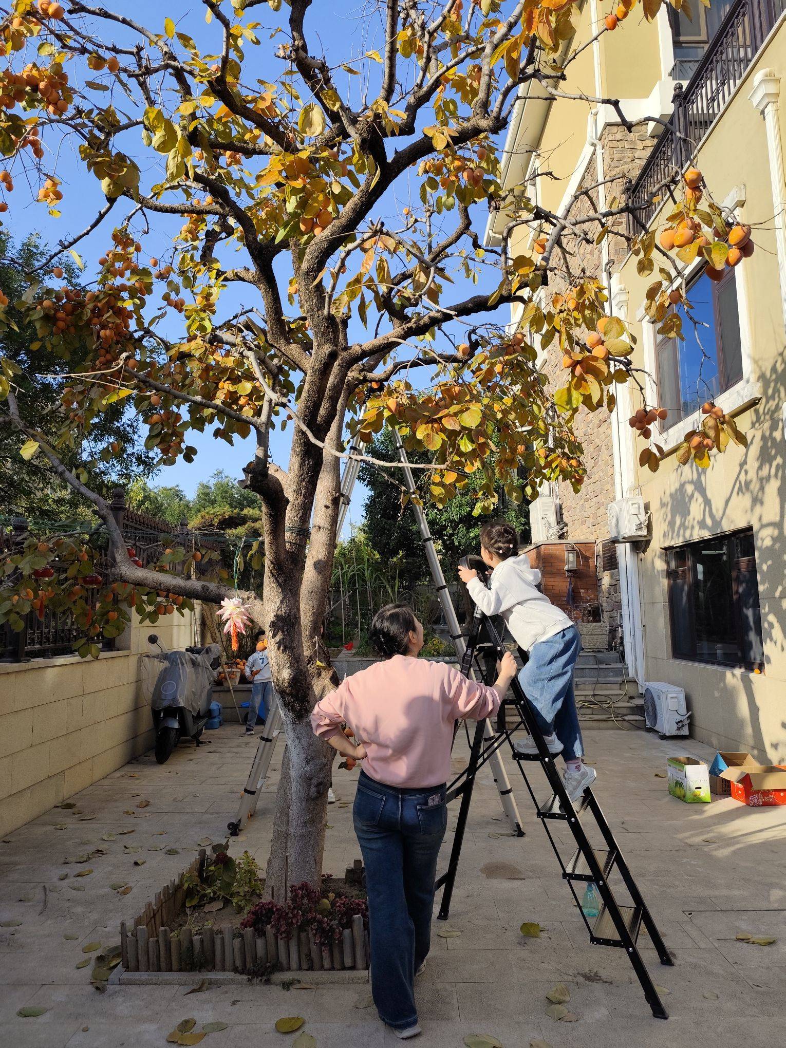 红叶醉秋色，碧溪弹夜弦，济南山大路和平路_4