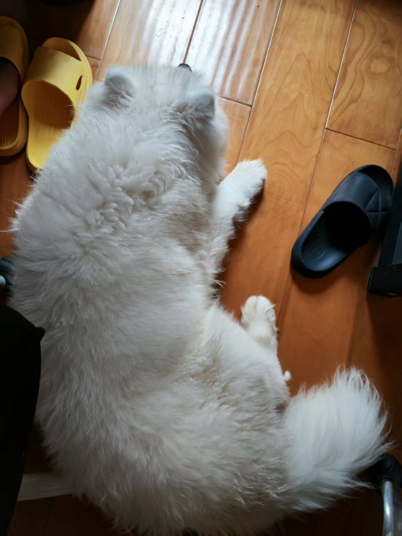 萨摩耶弟弟领养_4