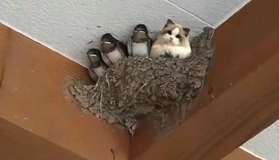 求租！成都中和附近套一或者套二