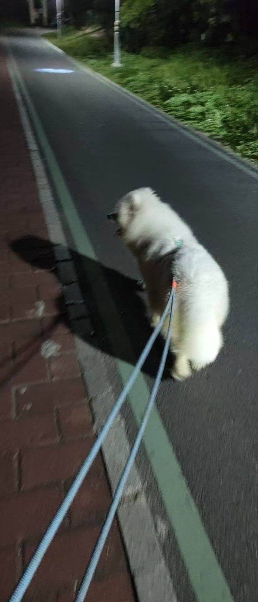 萨摩耶弟弟领养_3