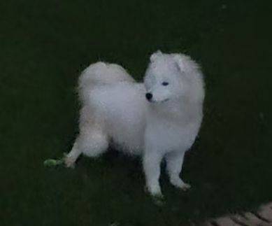 萨摩耶弟弟领养_1