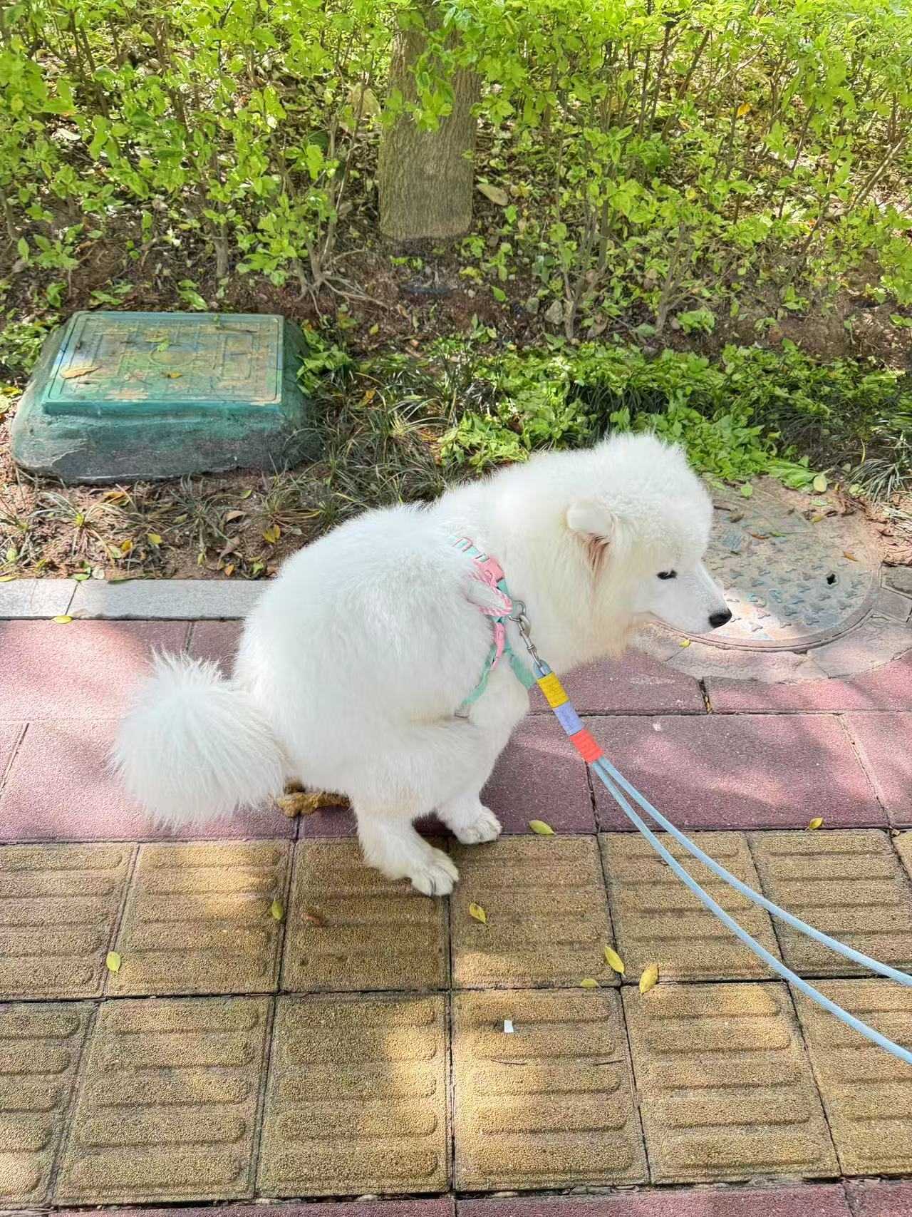 萨摩耶弟弟领养_2