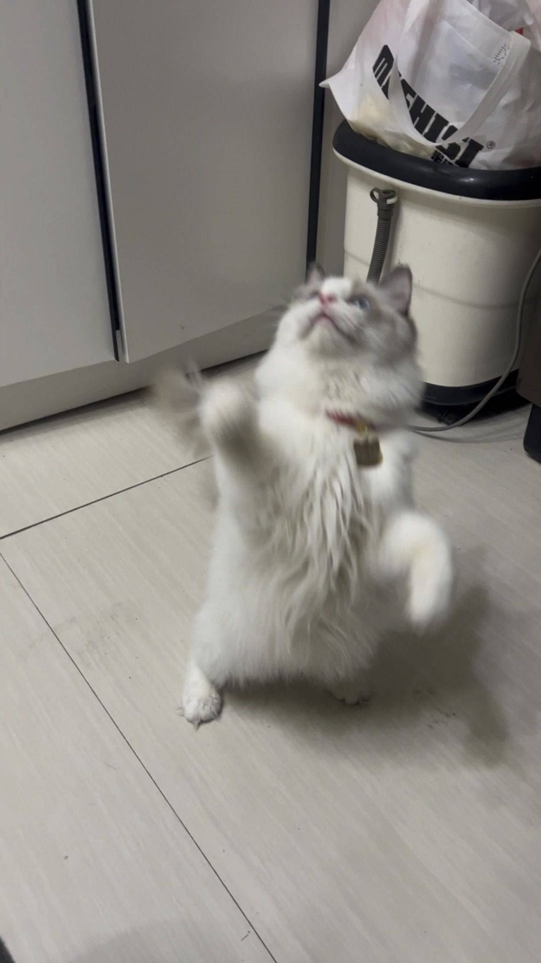 寻找爱猫和爱打王者的搭子