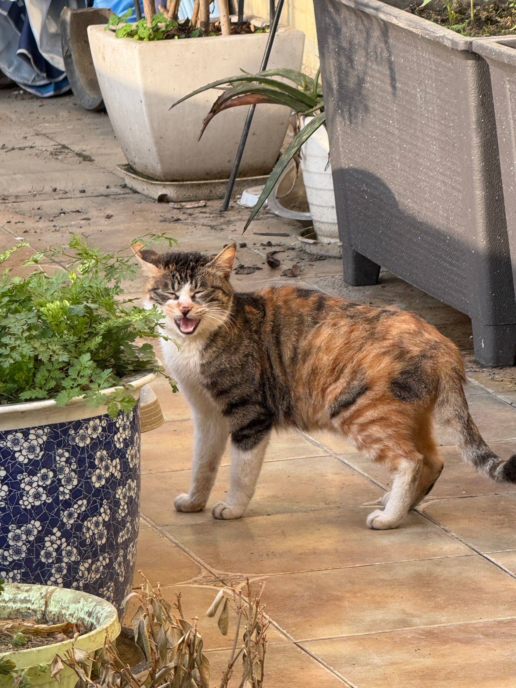 猫咪  花盆边 _1