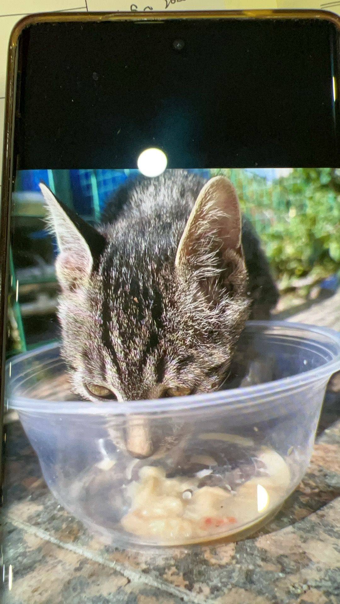 一只非常黏人的小梨花猫，三个月大，每次看_1