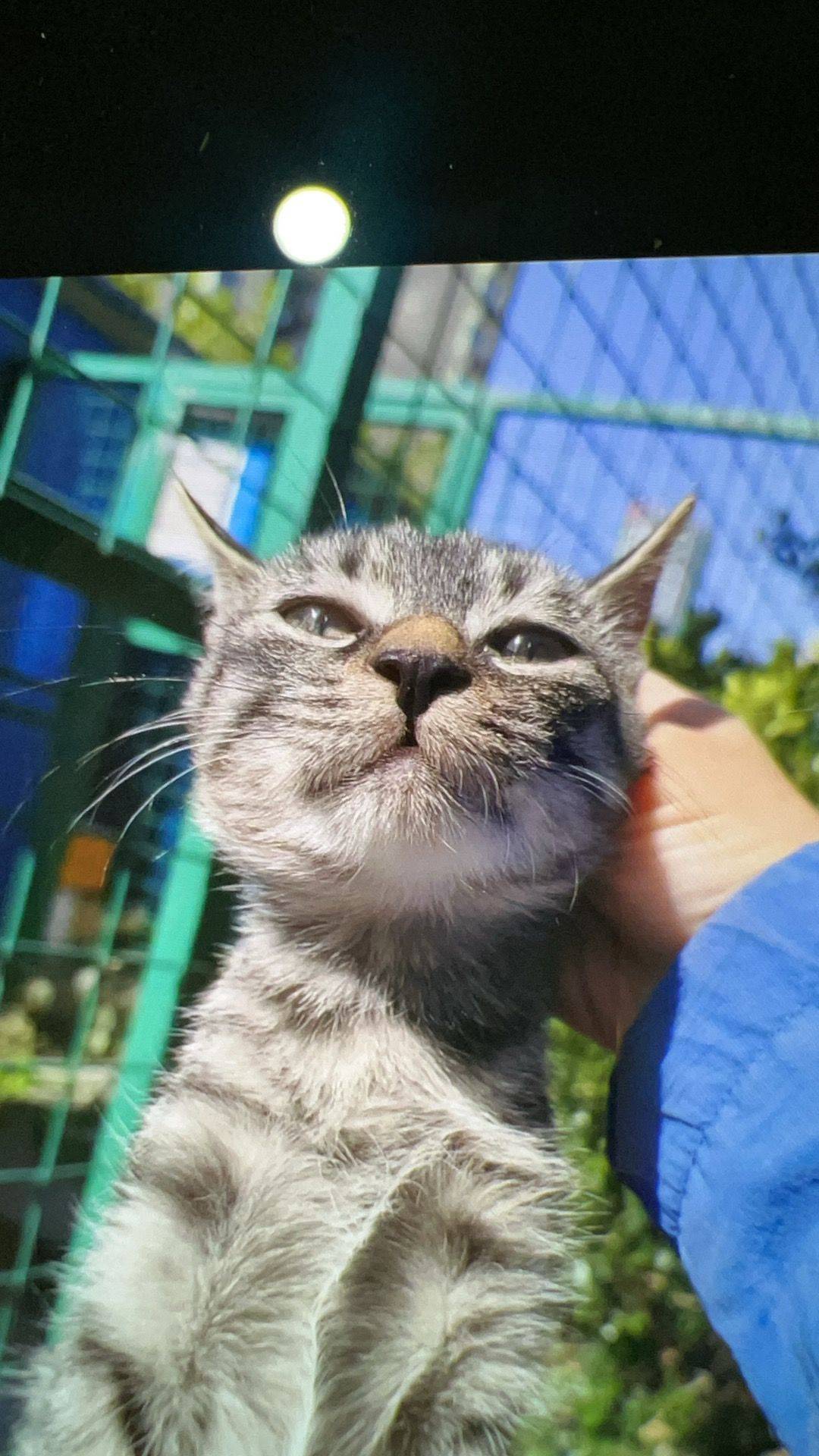 一只非常黏人的小梨花猫，三个月大，每次看