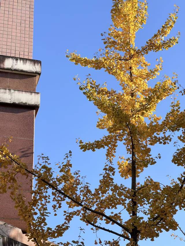 湖南的秋天短的像上学时理发师剪的头发