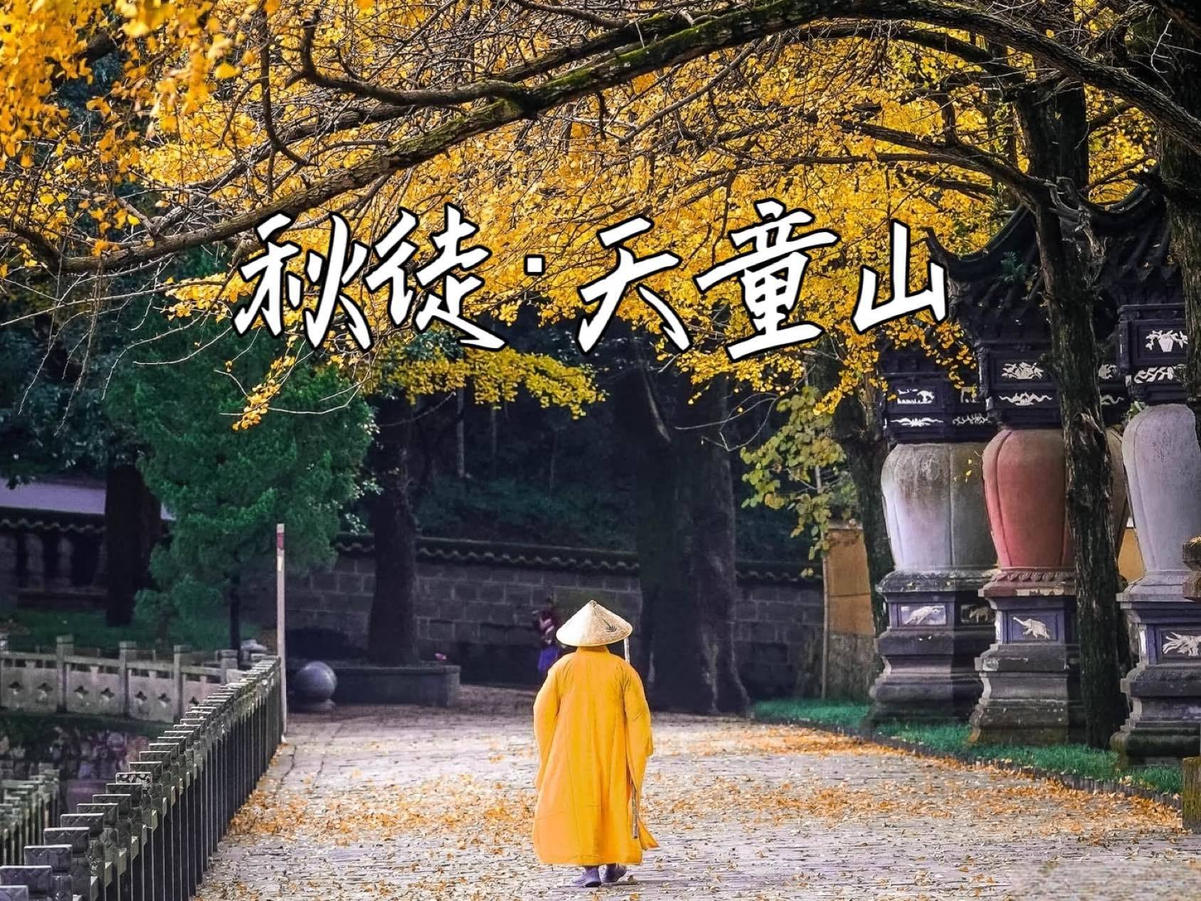 周六出发，格桑映金黄，银杏秋光:天童山环线