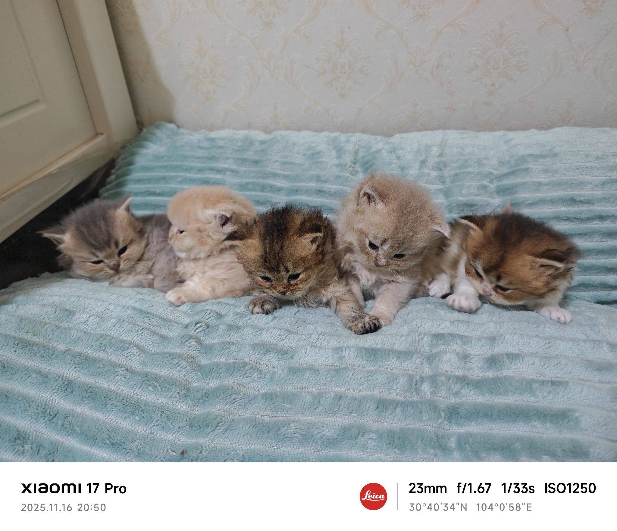     宅家日常  小奶猫  萌态