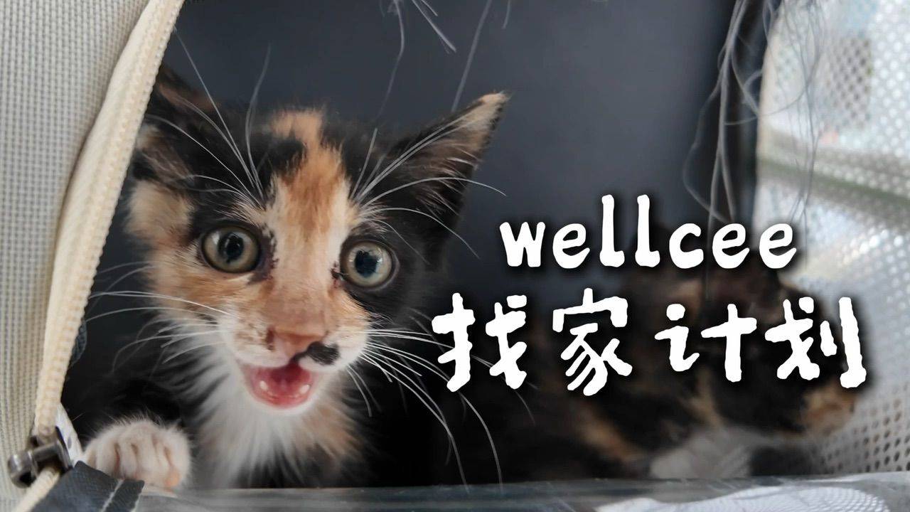 人，咪被扔两次了，咪处理不好