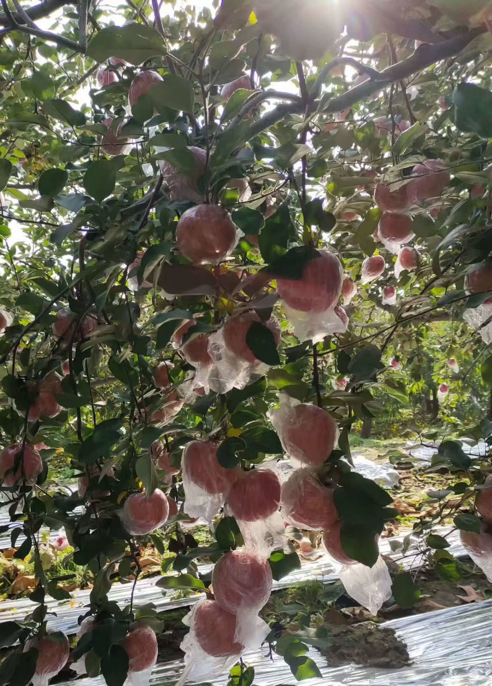 香脆富士苹果_2
