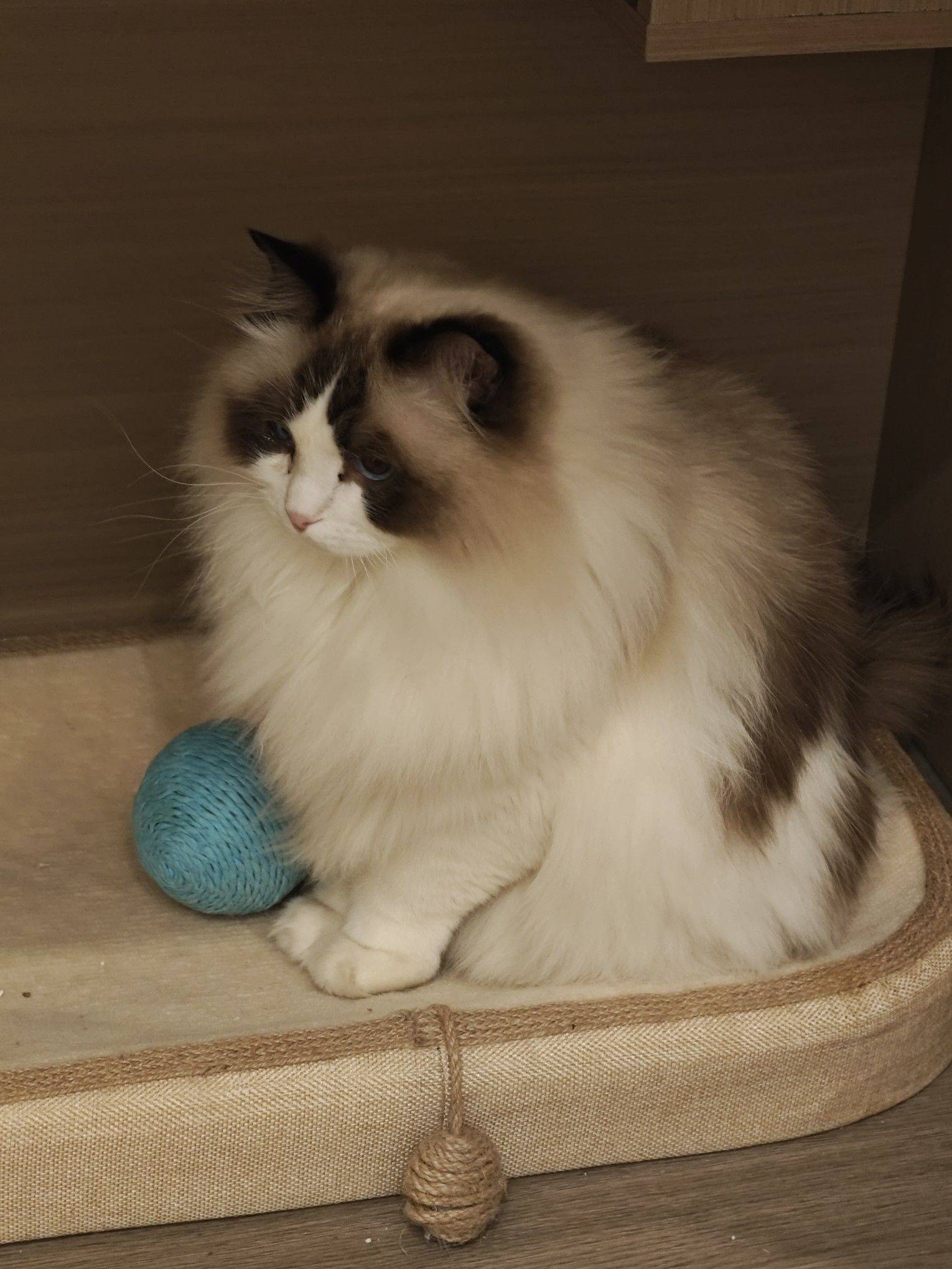 小喵不说话，只是一味地可爱 宅家日常 _1