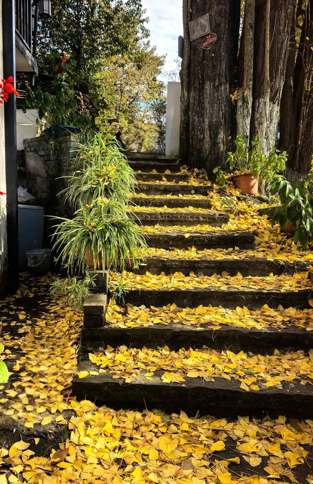  漫步大自然  落叶铺路 