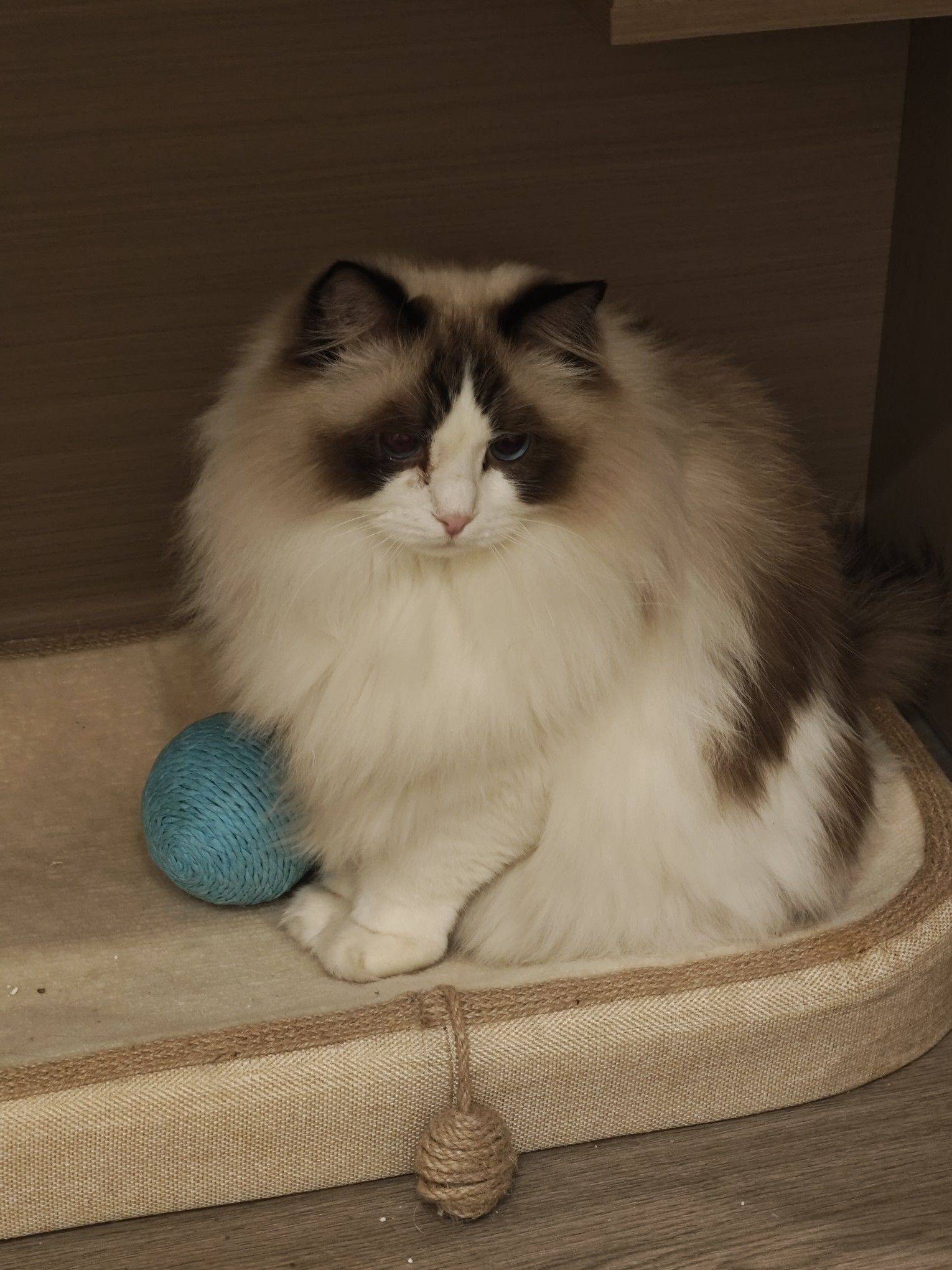 小喵不说话，只是一味地可爱 宅家日常 