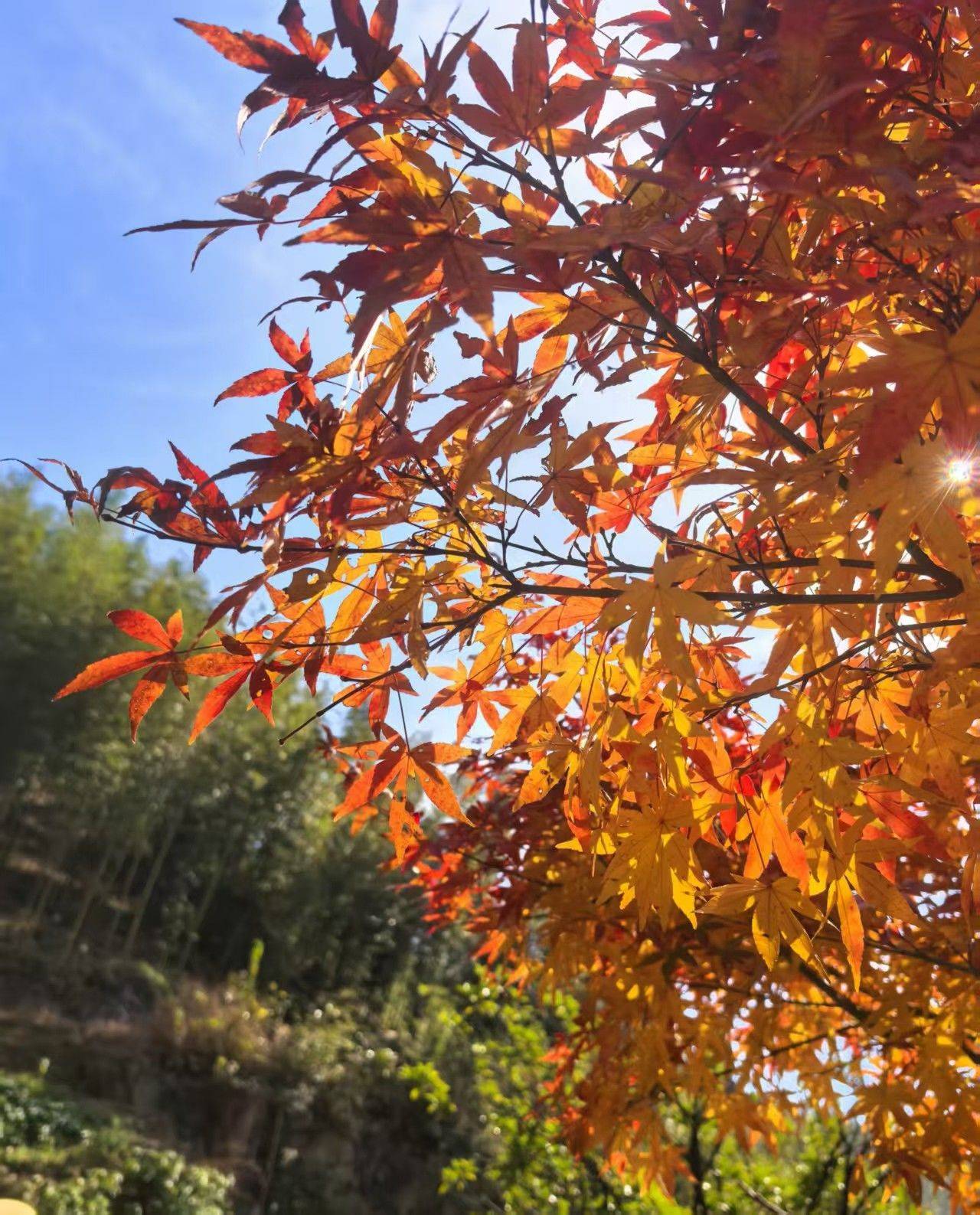  漫步大自然  落叶铺路 _2