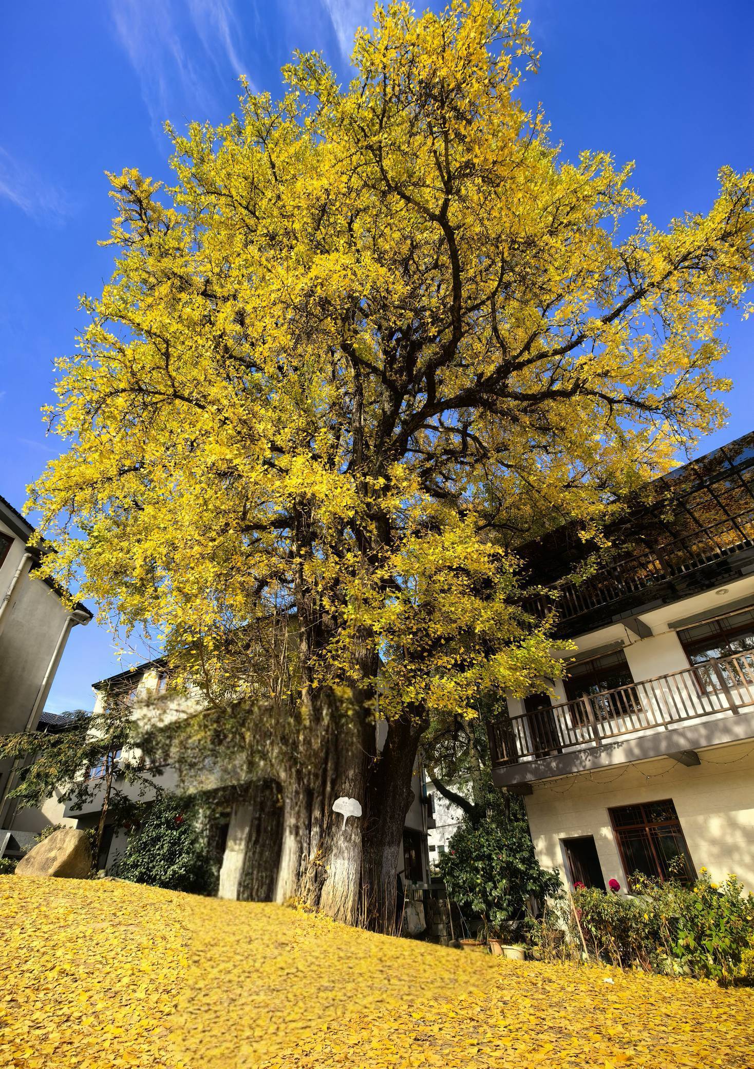  漫步大自然  落叶铺路 _1