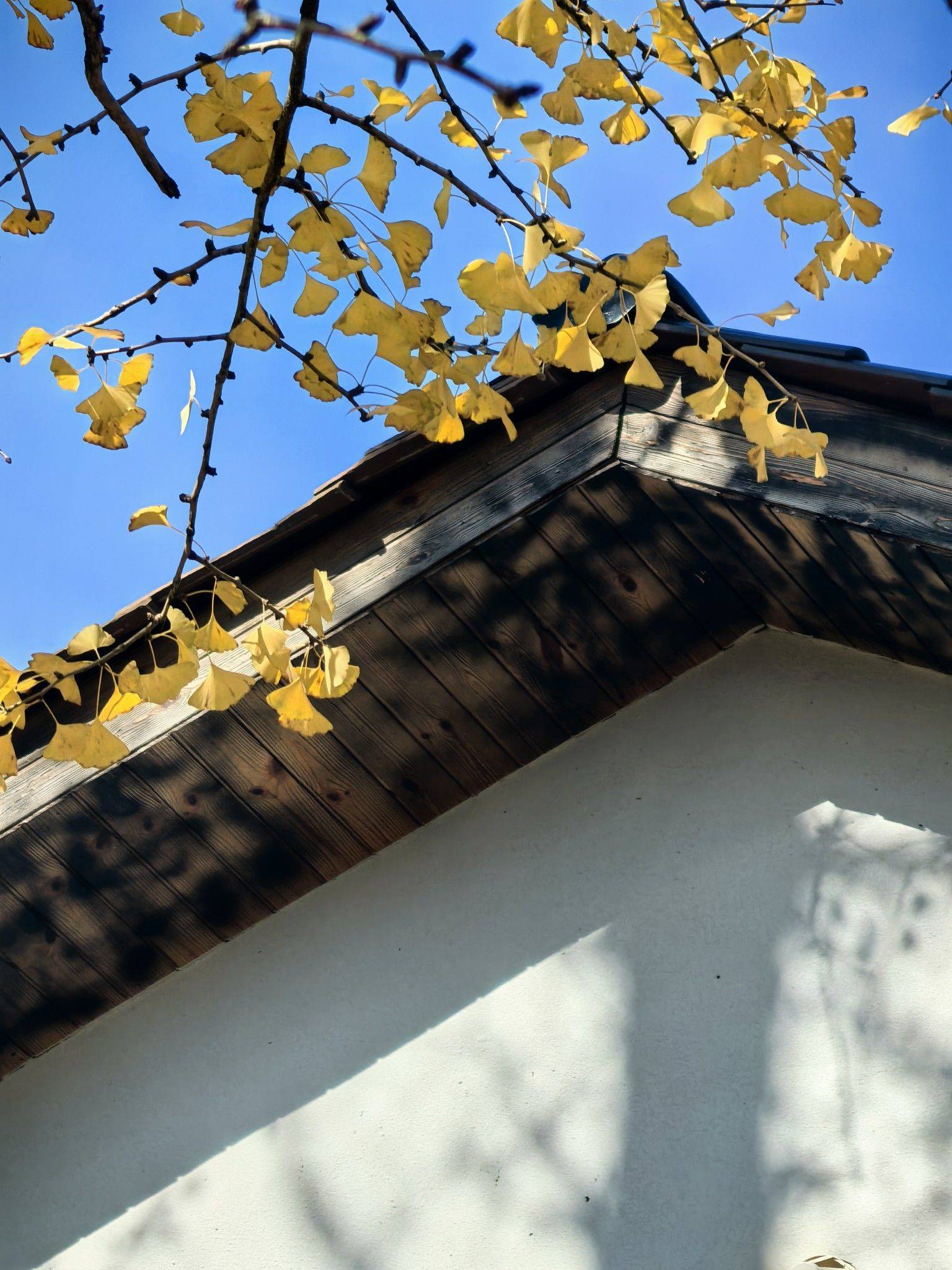  漫步大自然  落叶铺路 _3