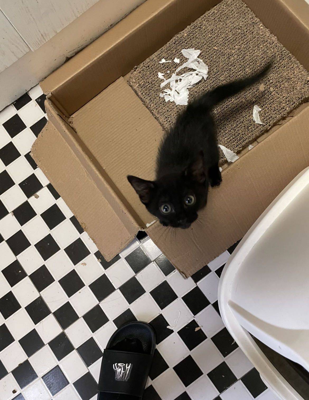 小流浪到大黑豹