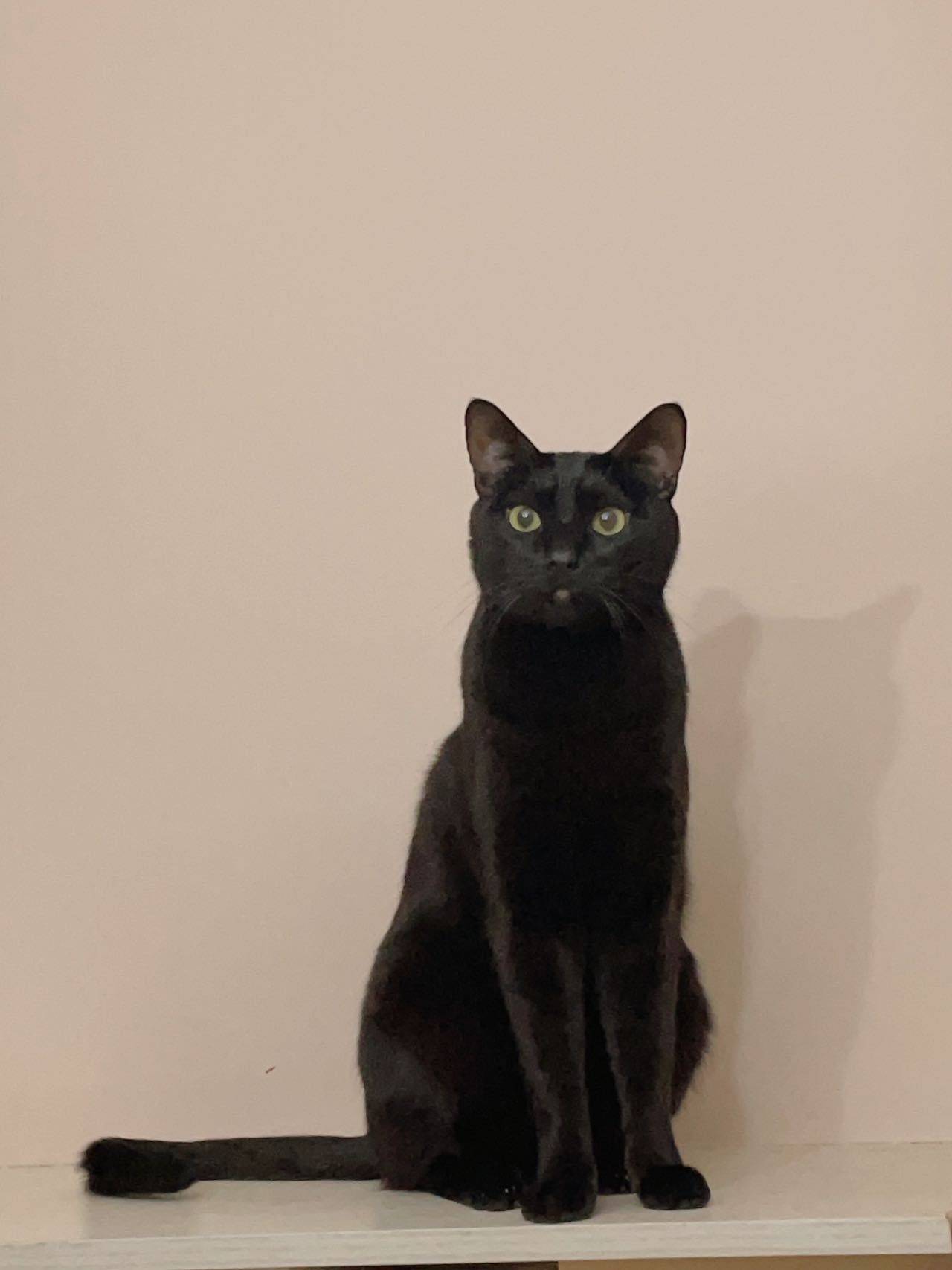 小流浪到大黑豹_2