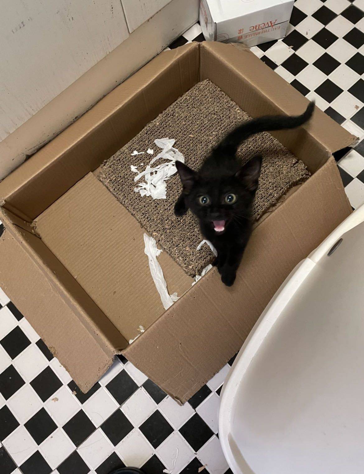 小流浪到大黑豹_1