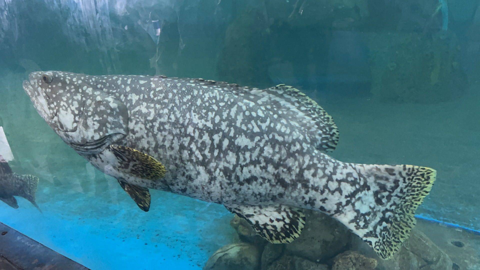 看看海 享受当下  海边   石滩_3