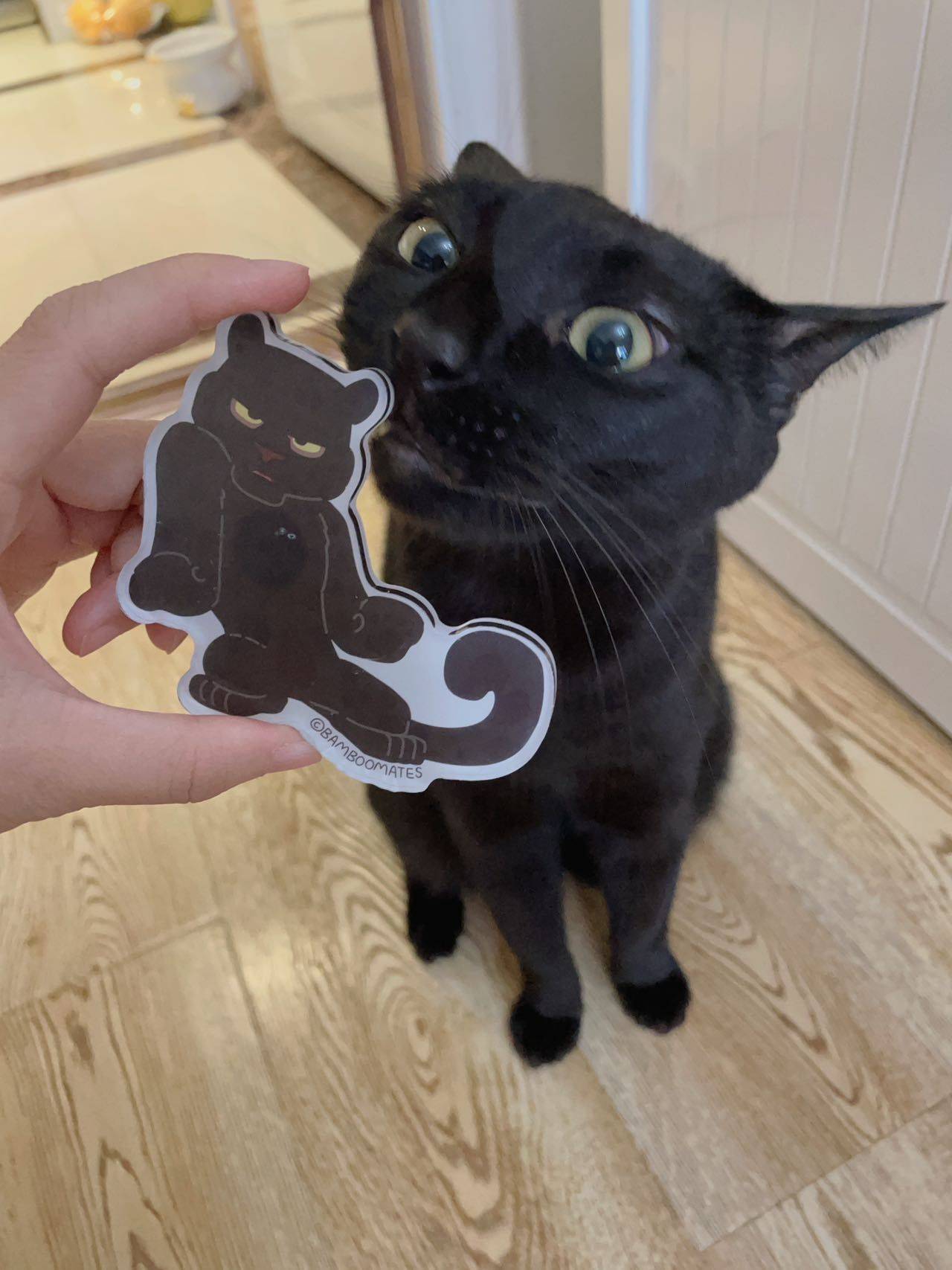 小流浪到大黑豹_3