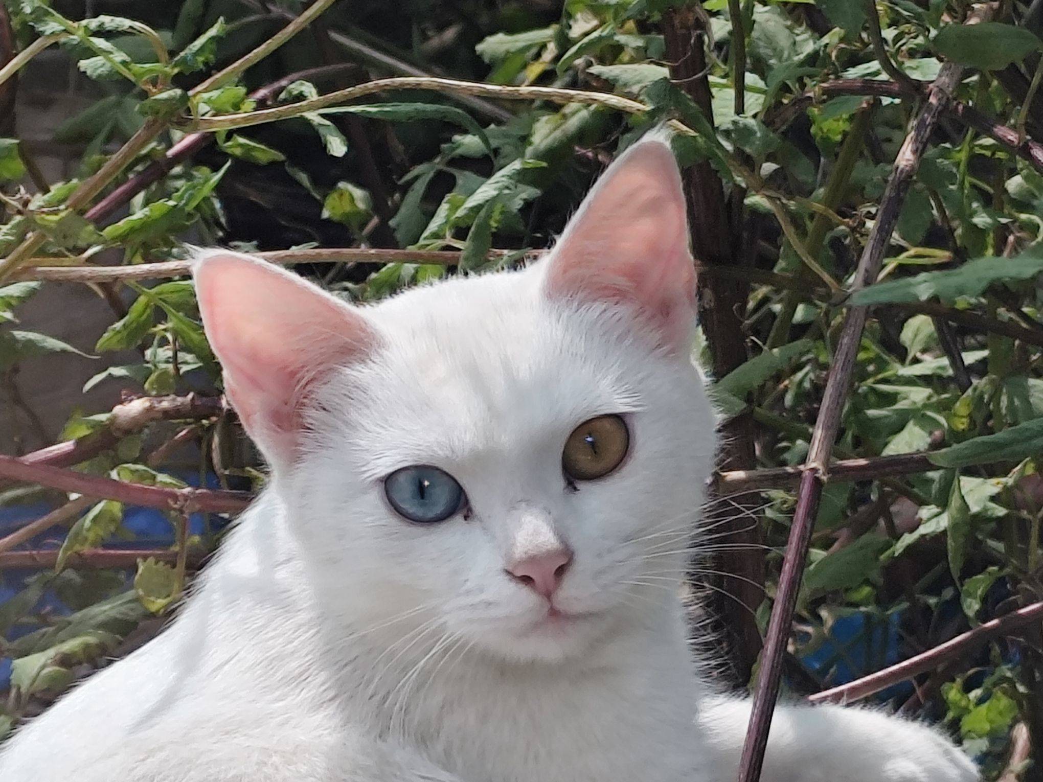 我不明白，究竟是白猫出了轨，还是橘猫劈了