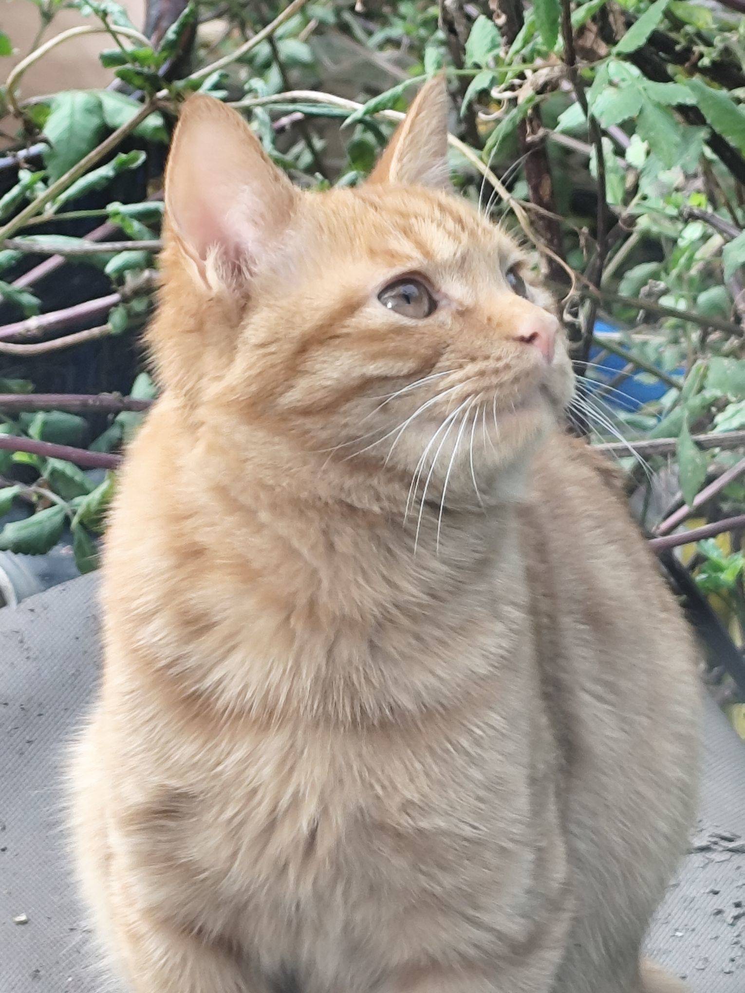 我不明白，究竟是白猫出了轨，还是橘猫劈了_4