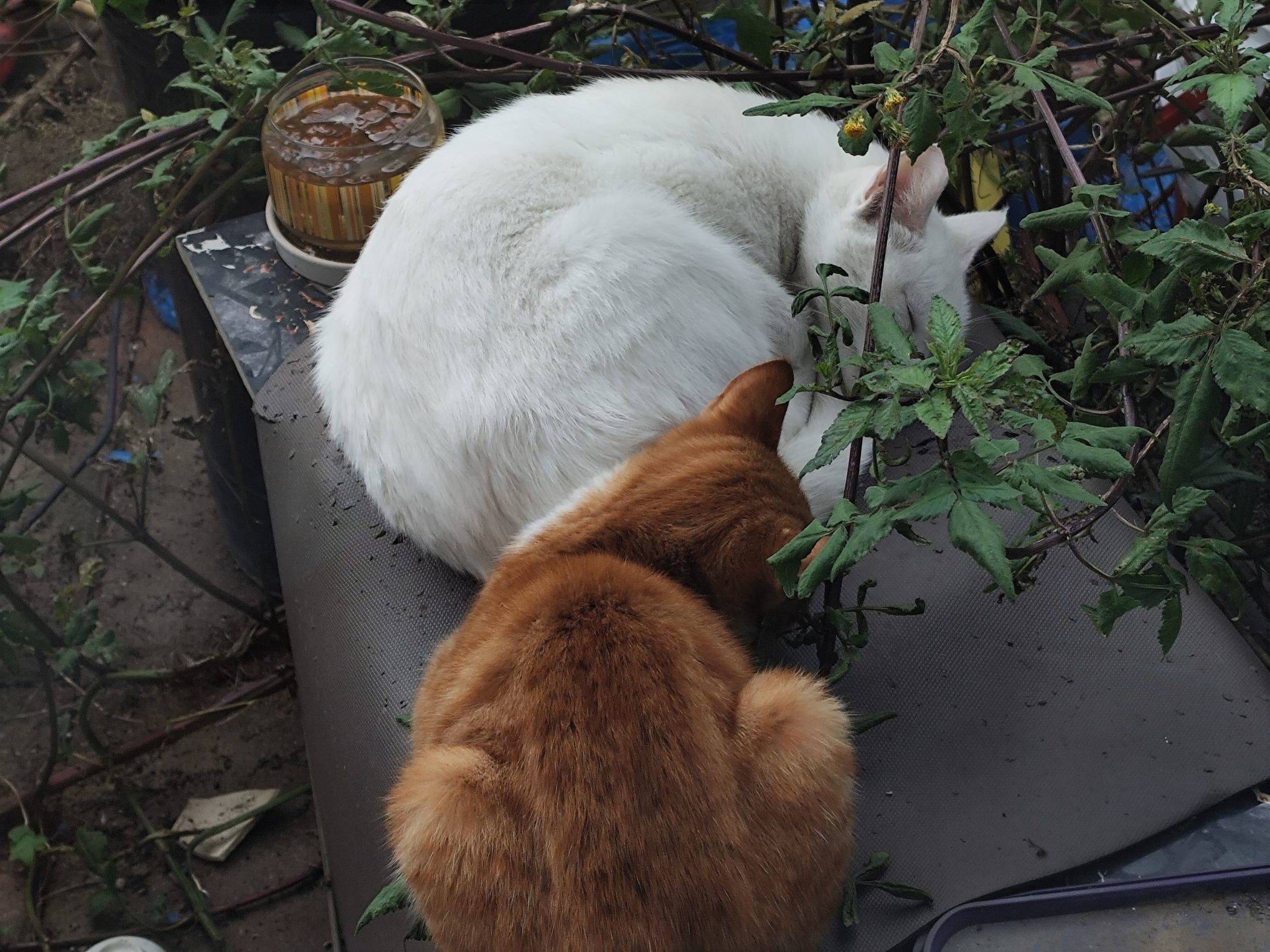 我不明白，究竟是白猫出了轨，还是橘猫劈了_0