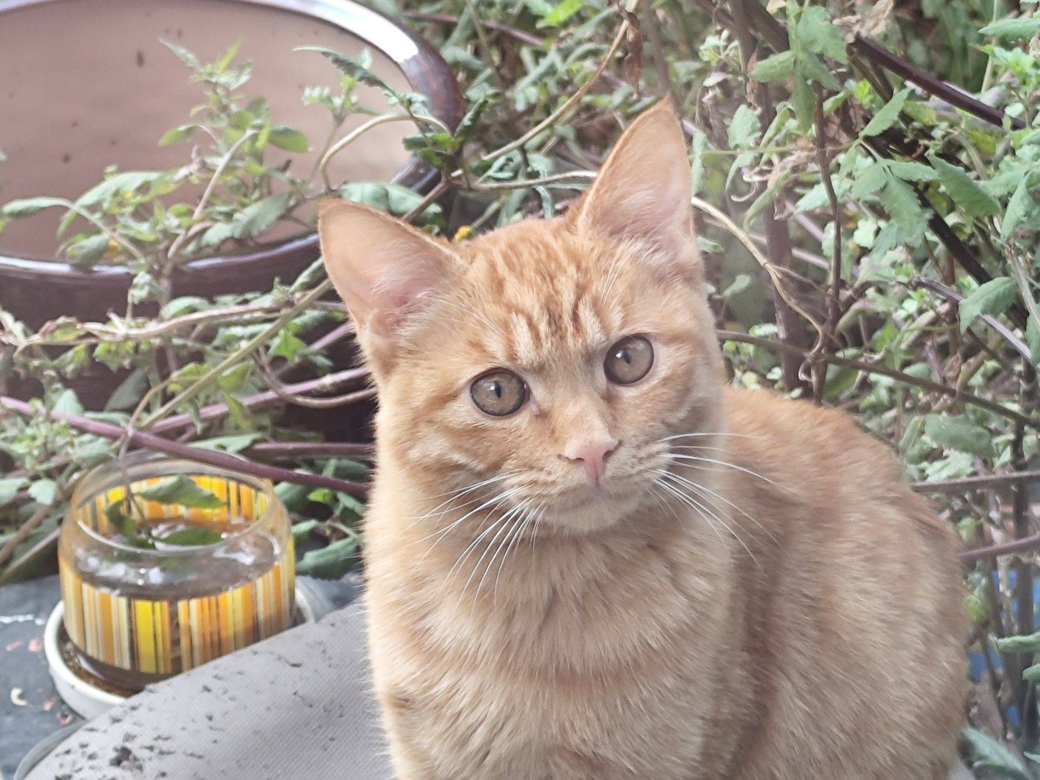 我不明白，究竟是白猫出了轨，还是橘猫劈了_2