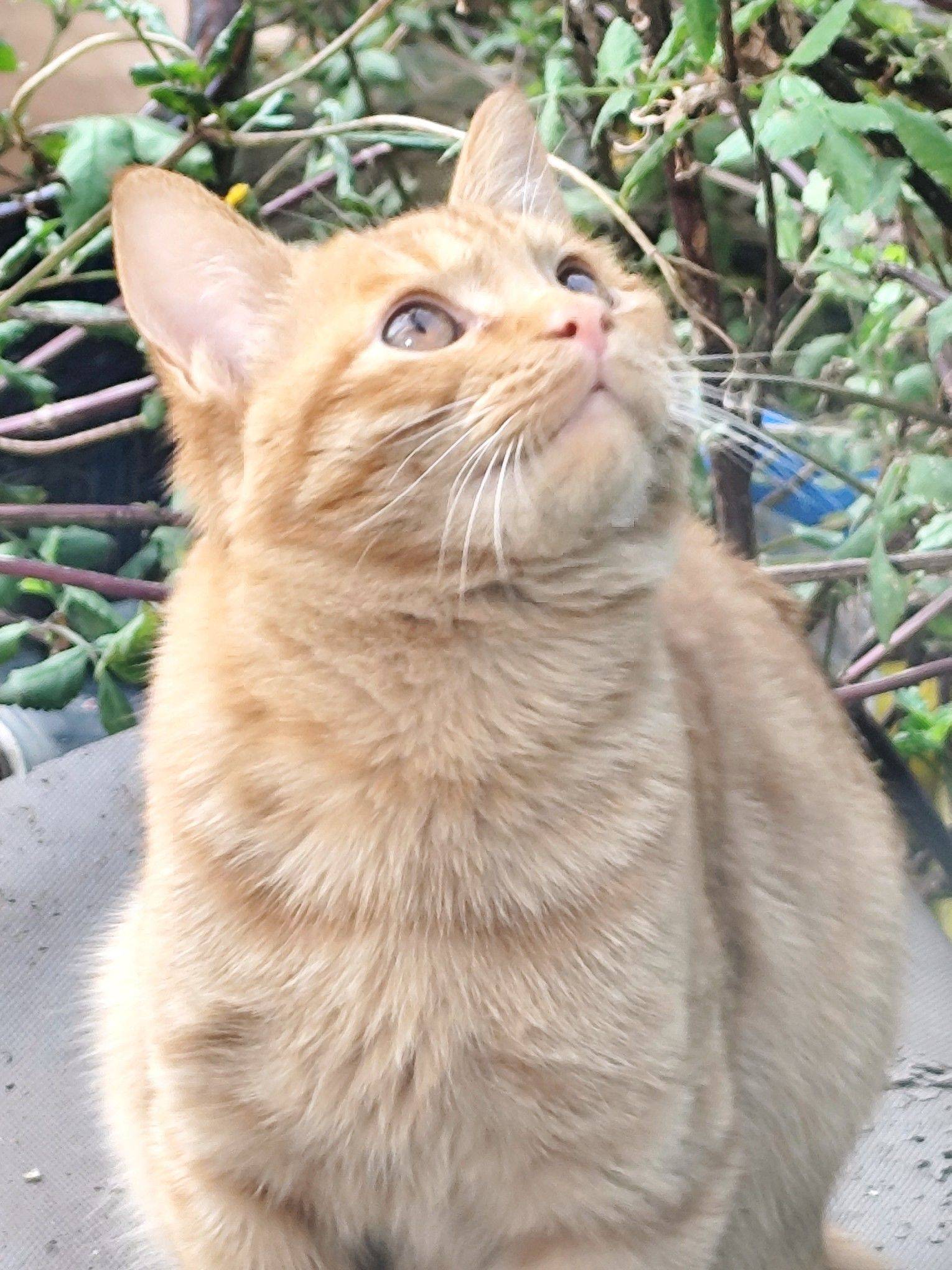 我不明白，究竟是白猫出了轨，还是橘猫劈了_3