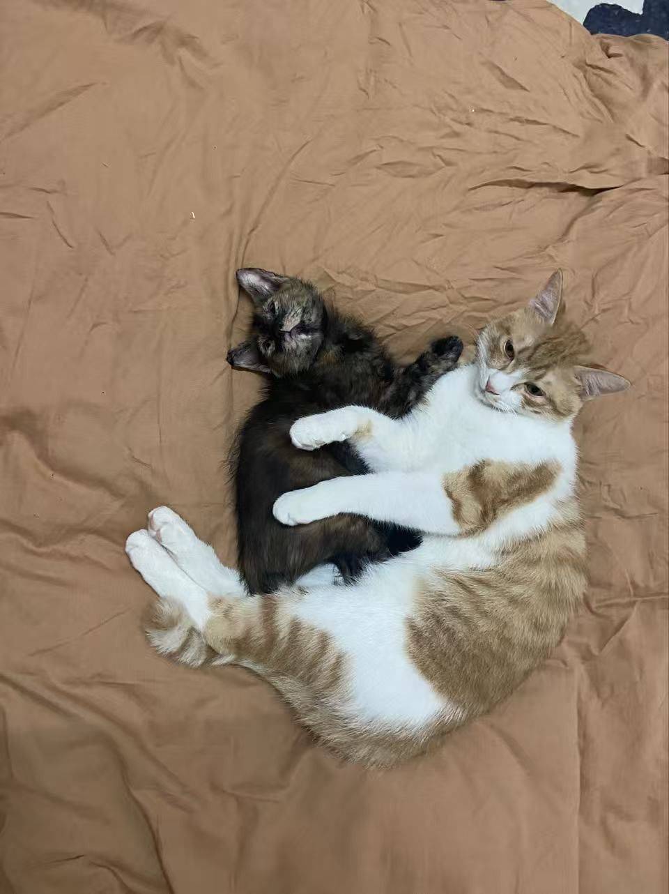 小玳瑁砸手里啦！_2