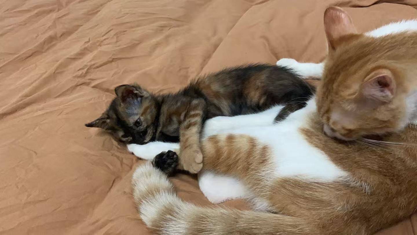 小玳瑁砸手里啦！_1