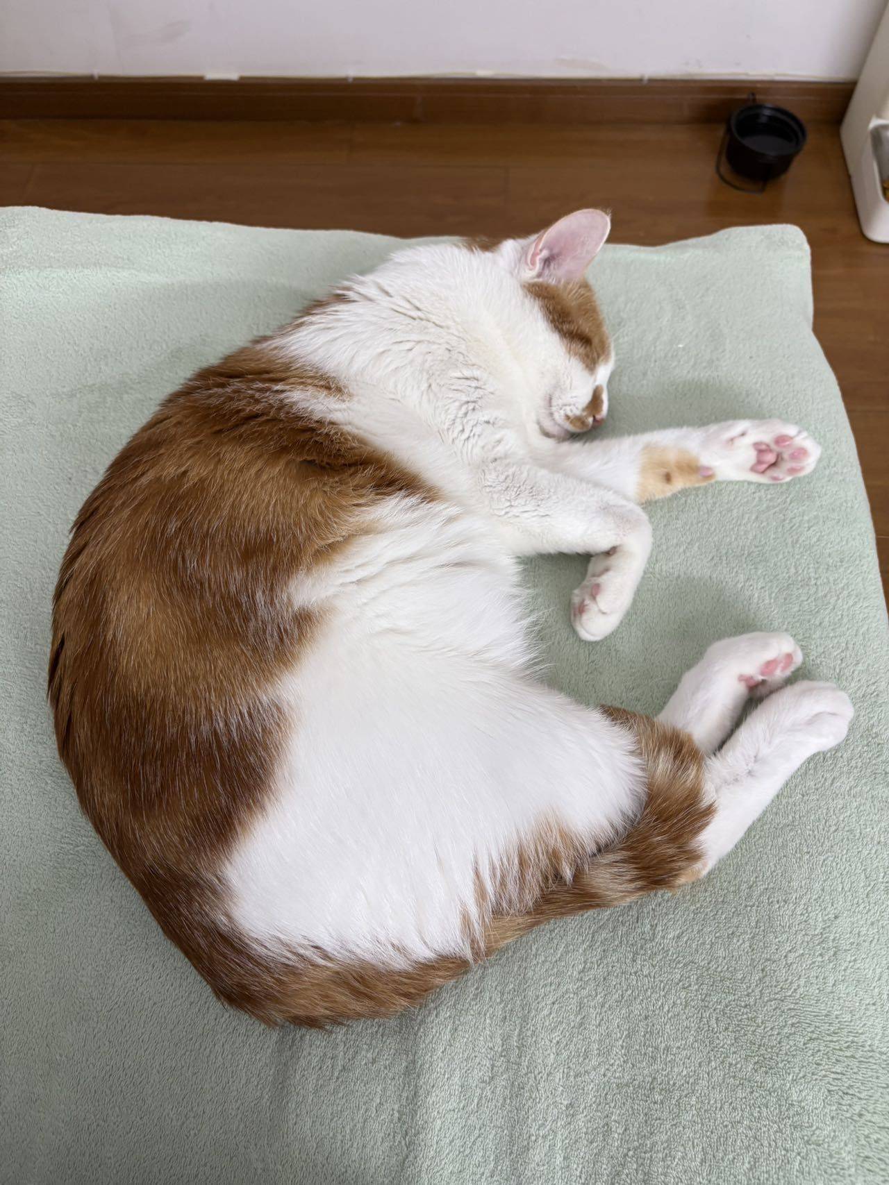 前几年拿到一只干巴猫_4