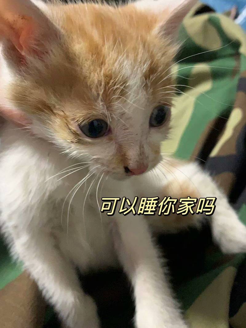 前几年拿到一只干巴猫