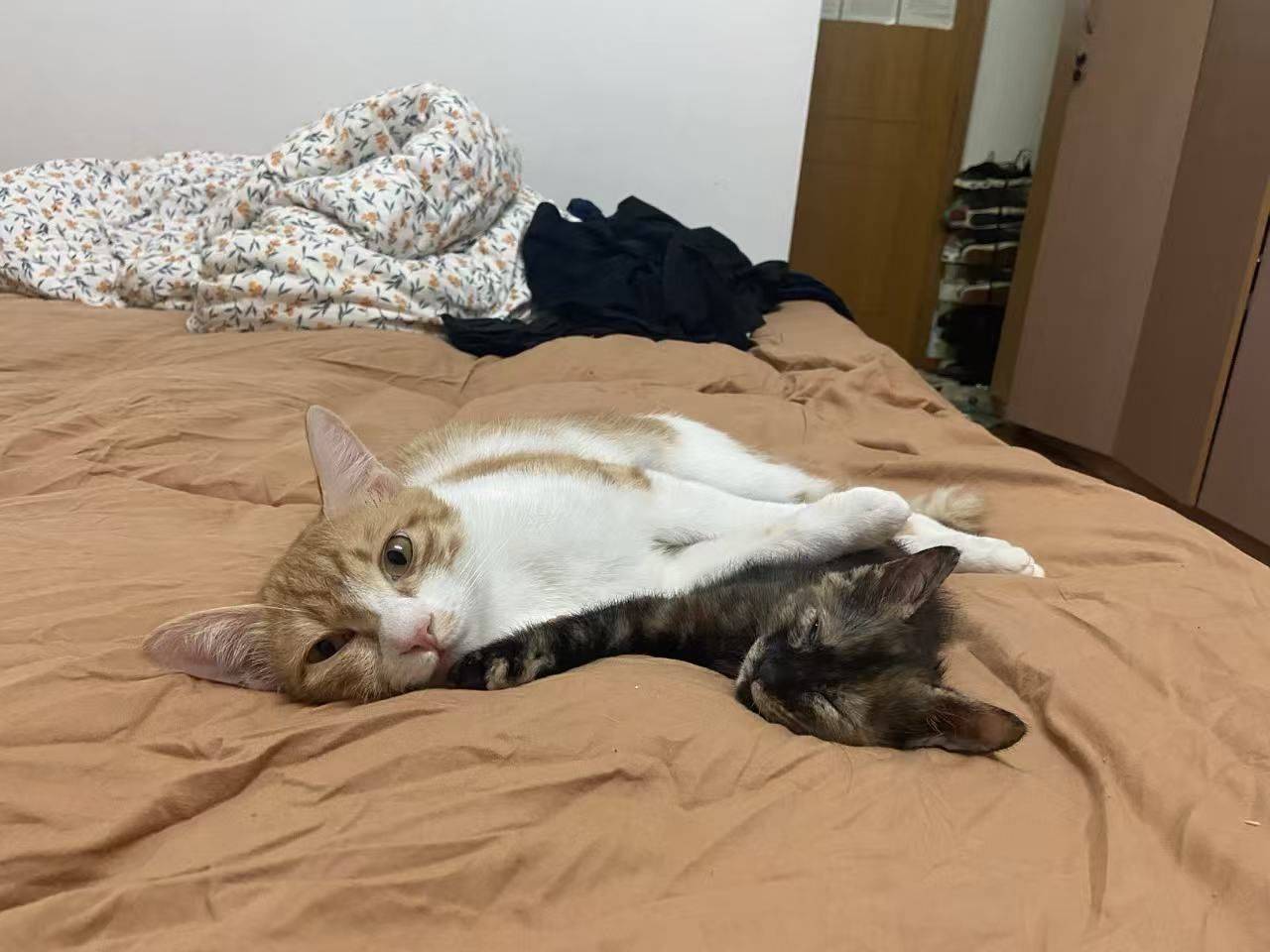 小玳瑁砸手里啦！_3