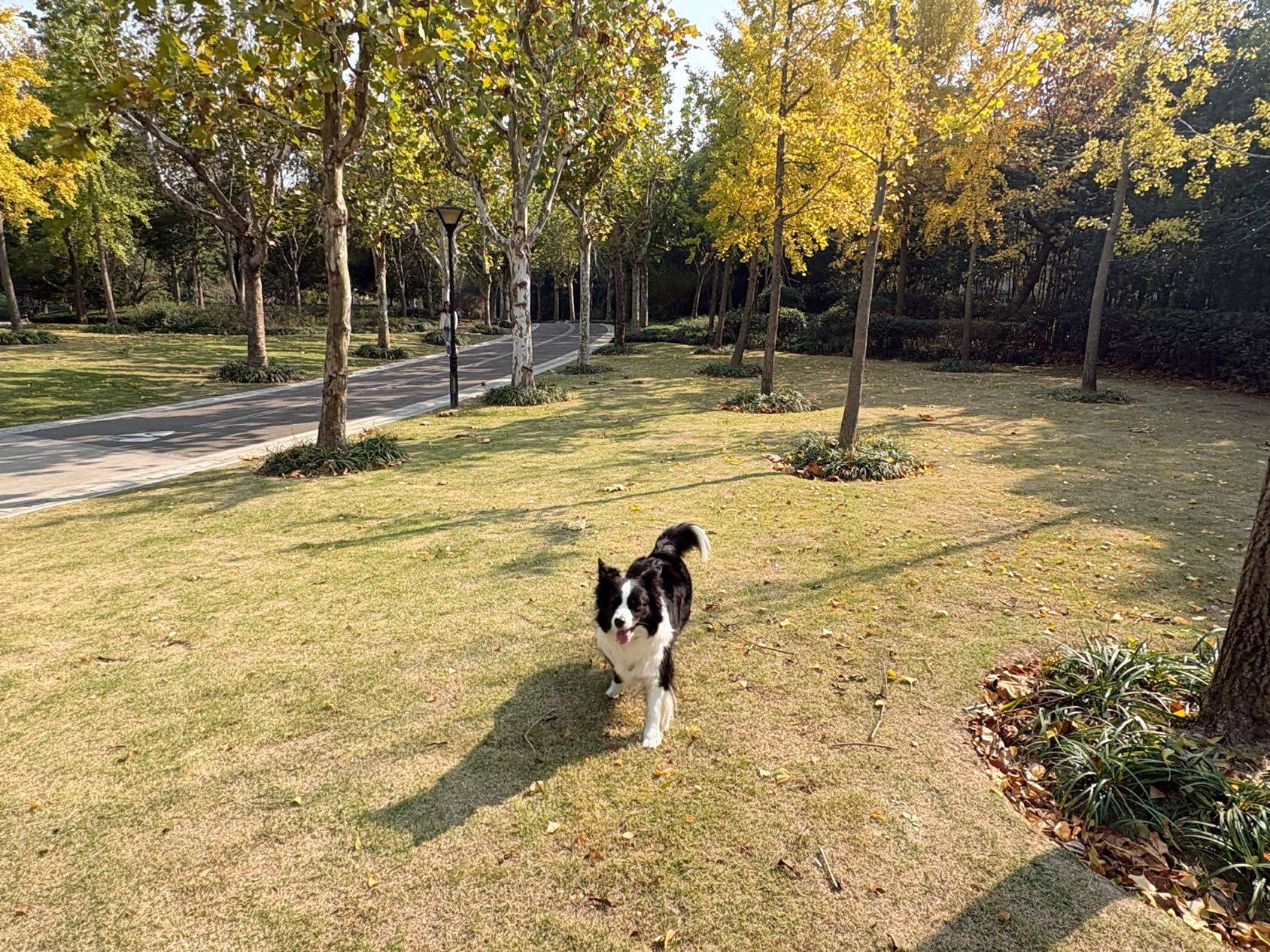 小狗最爱在🍂里拉💩_1