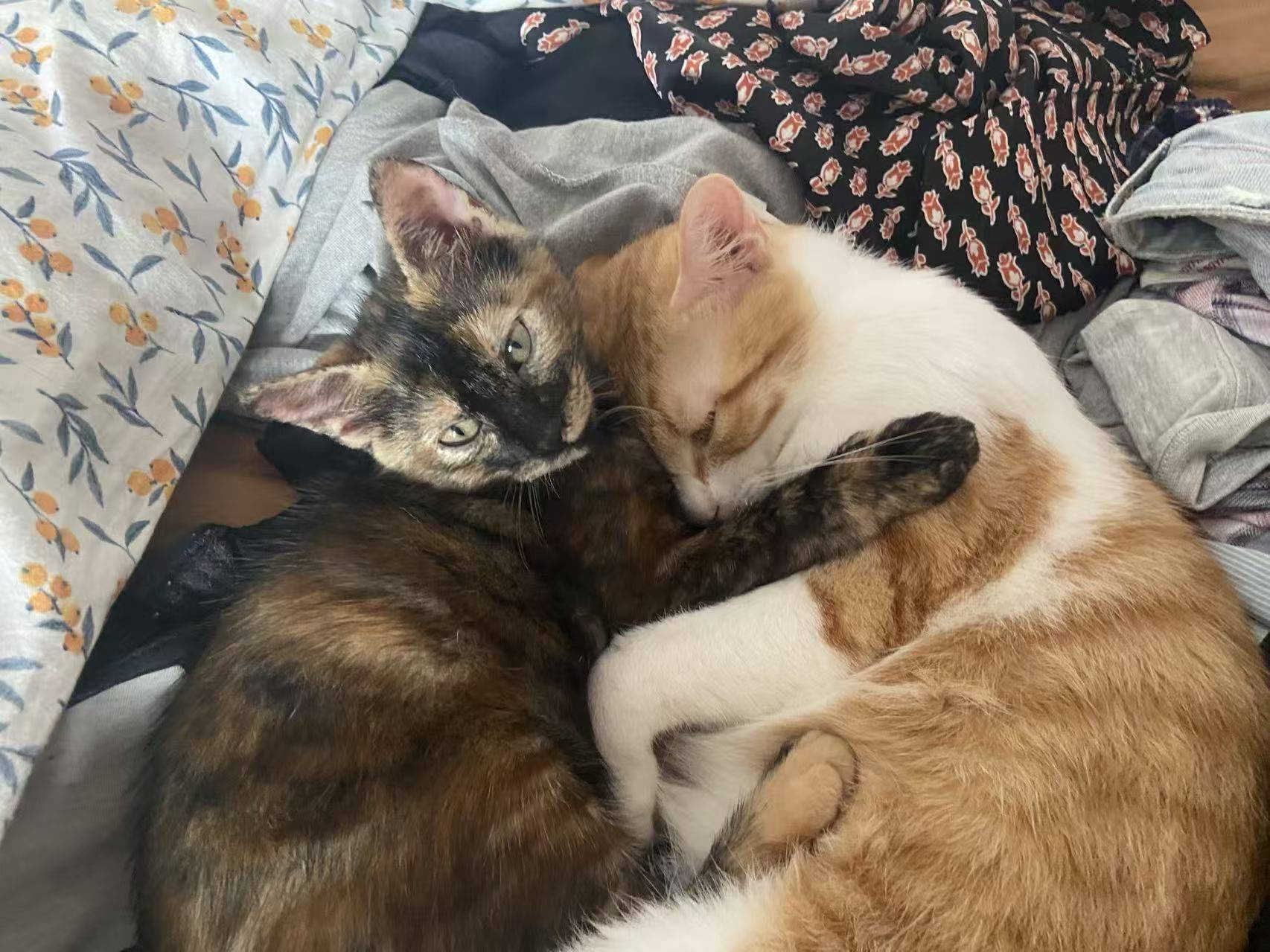 小玳瑁砸手里啦！_4