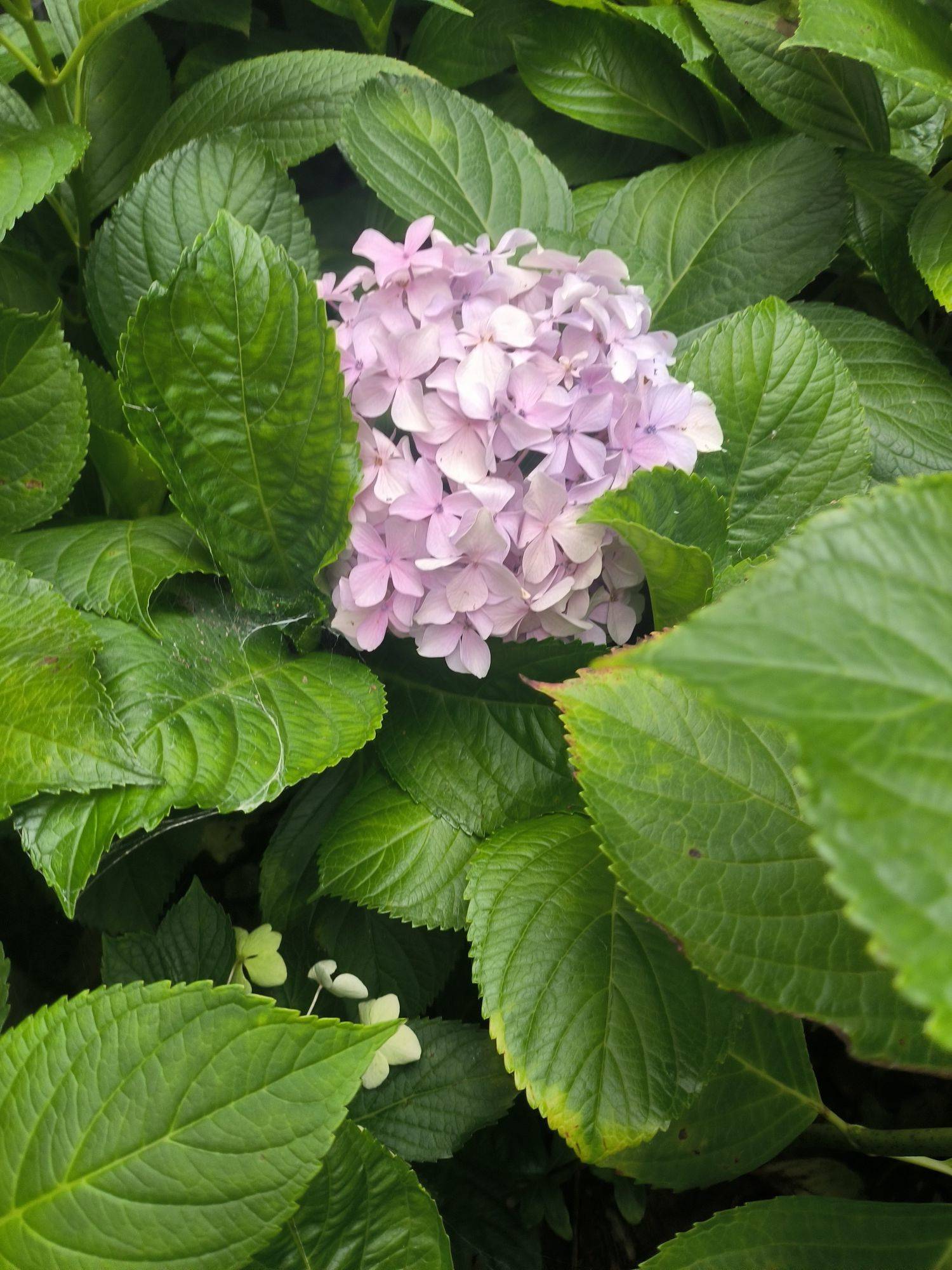 寻找找杨浦区的房源