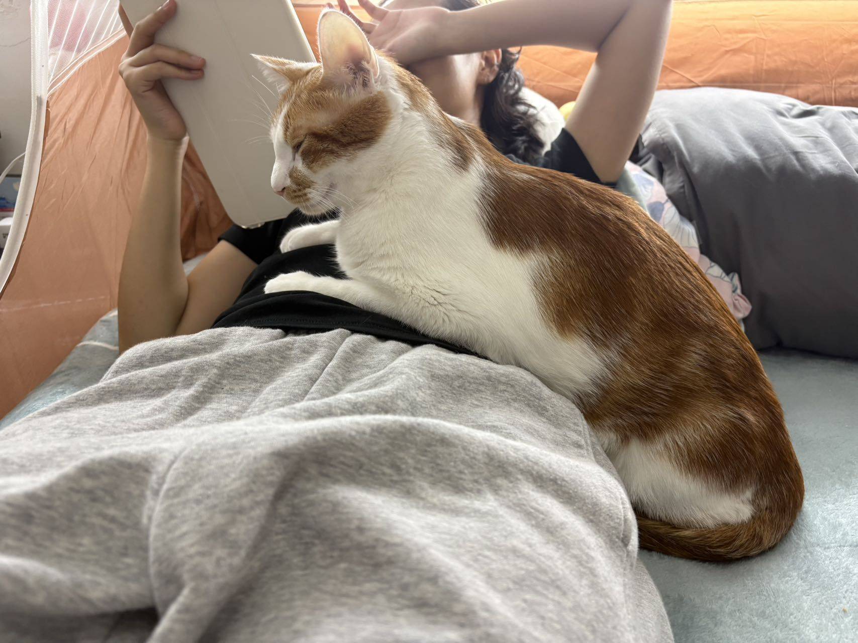 前几年拿到一只干巴猫_3