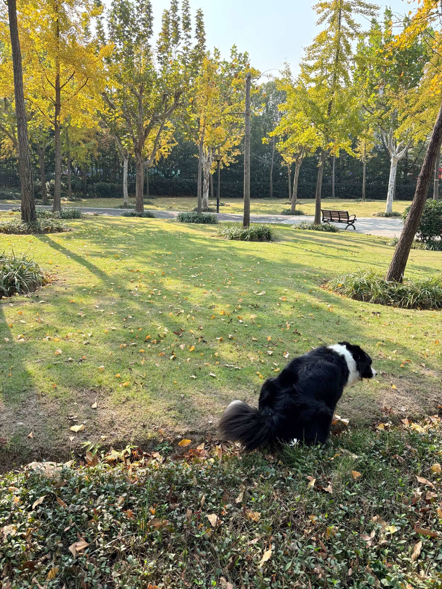 小狗最爱在🍂里拉💩