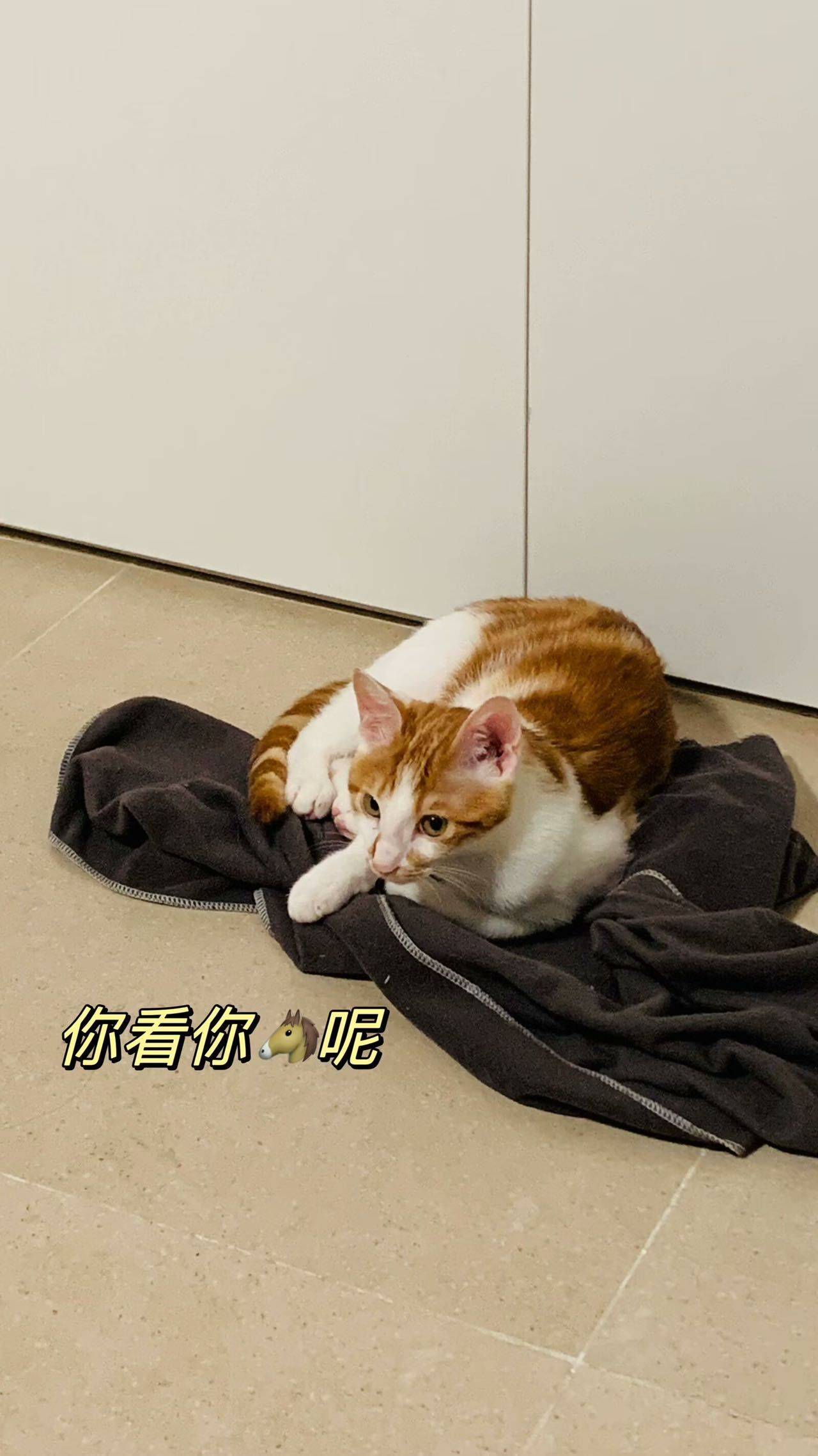 前几年拿到一只干巴猫_1