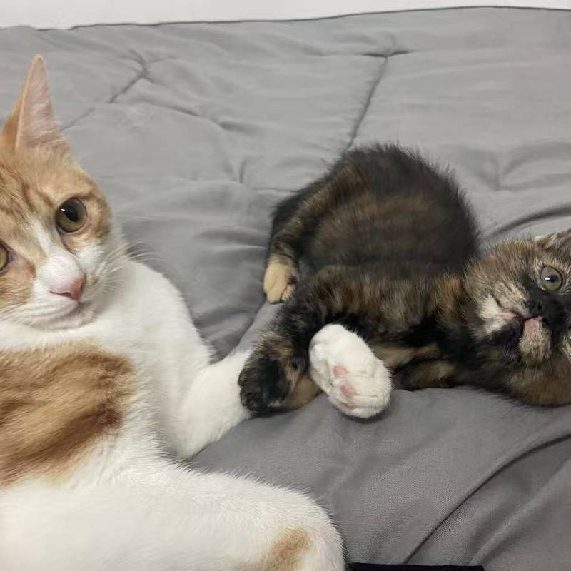 小玳瑁砸手里啦!